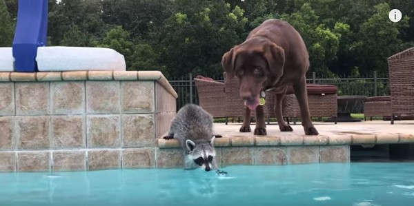 小浣熊跳下水，游沒幾下爬到狗麻吉背上偷懶（圖／翻攝自YouTube）