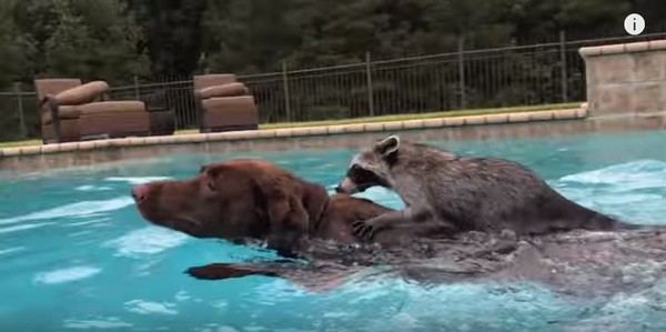 小浣熊跳下水，游沒幾下爬到狗麻吉背上偷懶（圖／翻攝自YouTube）