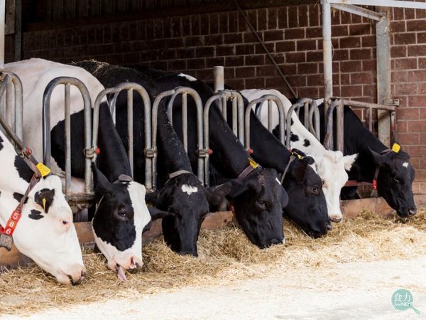 牛不能自然交配、打激素產奶？還原「恐怖乳品業」8個真相（圖／食力提供）