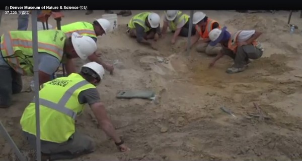 ▲▼工地挖到寶！美科羅拉多州發現三角龍頭骨化石。（圖／翻攝自丹佛自然博物館臉書畫面）