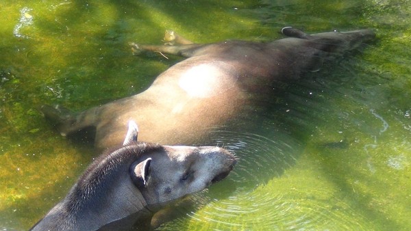 暑假結束=年輕人自殺高峰期，上野動物園：來找動物取暖吧！（圖／翻攝自網路）