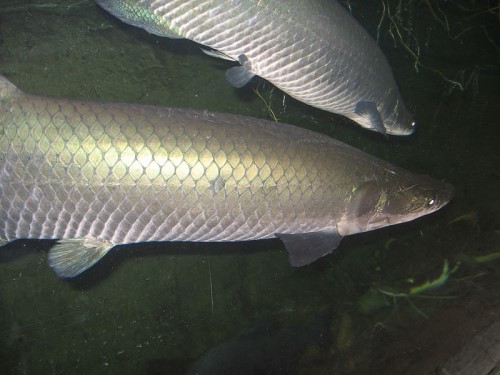 象魚學名是巨骨舌魚，主要分布在南美洲的亞馬遜河裡，有活化石之稱。 (圖／取自維基百科)
