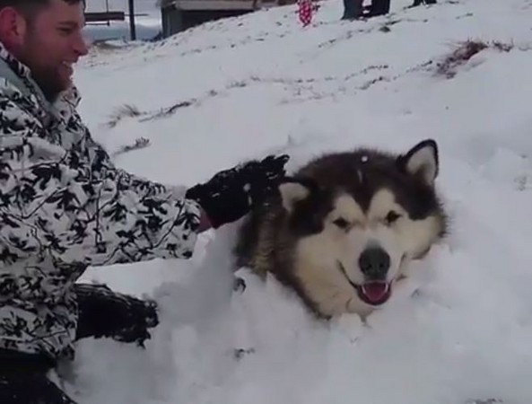 ▲爸爸在雪橇犬菲爾身上堆雪，活埋剩下一顆頭。（圖／翻攝自IG「lifewithmalamutes」。）