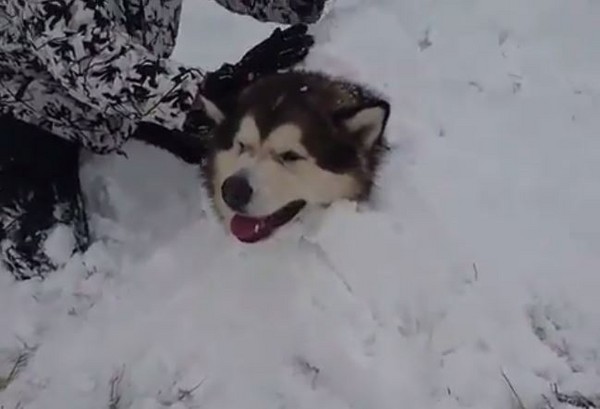 ▲爸爸在雪橇犬菲爾身上堆雪，活埋剩下一顆頭。（圖／翻攝自IG「lifewithmalamutes」。）