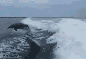 海豚跳船（圖／翻攝自YouTube）https://www.youtube.com/watch?v=MP4G5MRTViw         