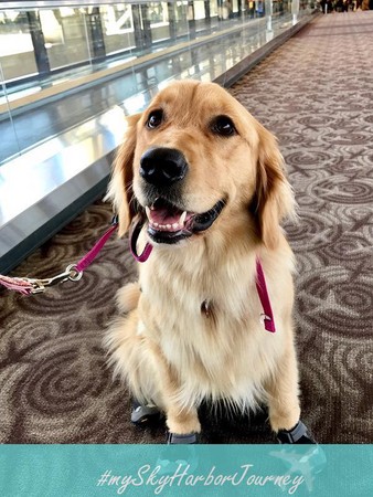 ▲鳳凰機場進駐黃金獵犬。（圖／Phoenix Sky Harbor International Airport粉絲頁）