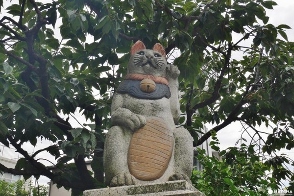 ▲東京別錯過七間貓咪神社、寺廟。（圖／MATCHA提供）