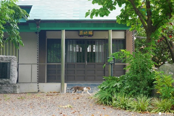 ▲東京別錯過七間貓咪神社、寺廟。（圖／MATCHA提供）