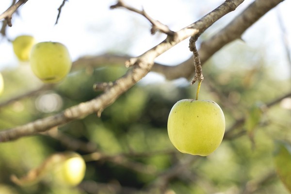 ▲立秋後的３種水果，有益身體健康▼             。（圖／LibreStock網路翻拍）