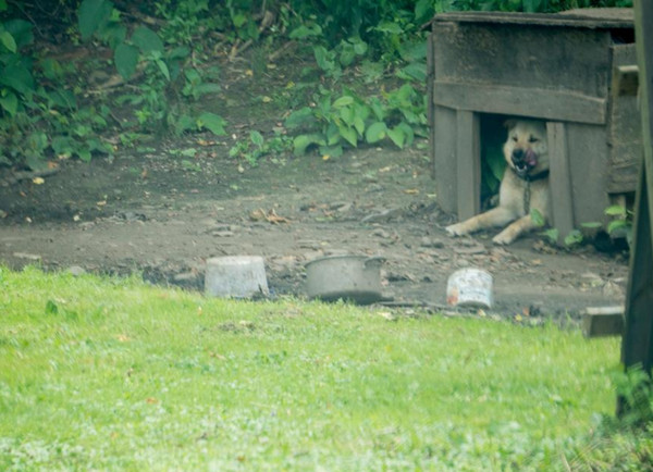 ▲狗狗被當看門犬鍊3年　第一次自由奔跑開心笑了。（圖／翻攝自Russelline Steinbuhler臉書）