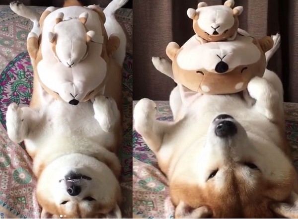 ▲柴犬「Gaku」與柴柴布偶。（圖／翻攝自影片／Instagram／shibainu.gaku）