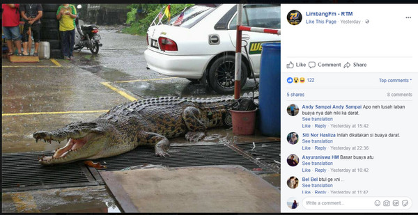 ▲▼馬來西亞工業區出現1千公斤重的巨鱷。（圖／翻攝自LimbangFm - RTM粉絲專頁）