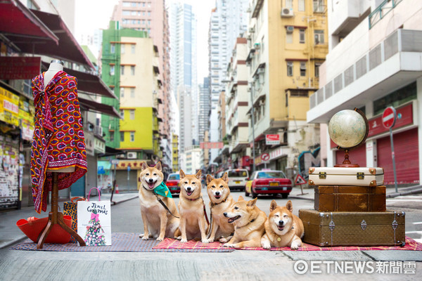 ▲柴犬逛香港舊城中環。（圖／香港旅遊發展局提供）