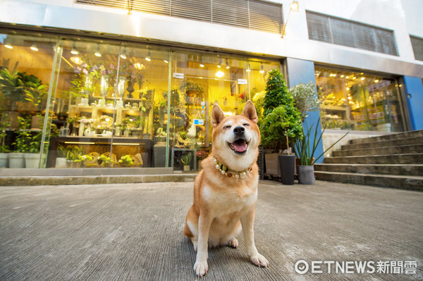 ▲柴犬逛香港舊城中環。（圖／香港旅遊發展局提供）