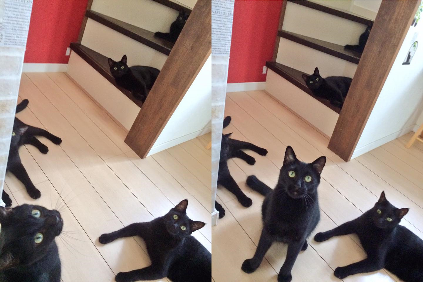 奴才撞見自家黑貓的秘密集會。（圖／翻攝自Twitter@kgrmnk。）