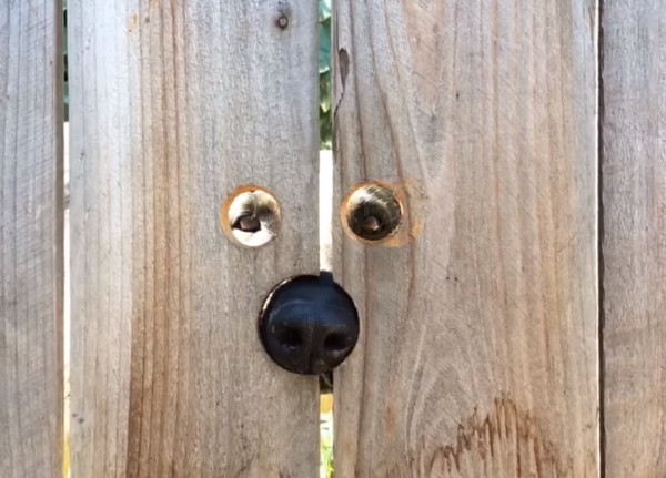 鄰居狗偷看。（圖／翻攝自Youtube／Peeking Penny）