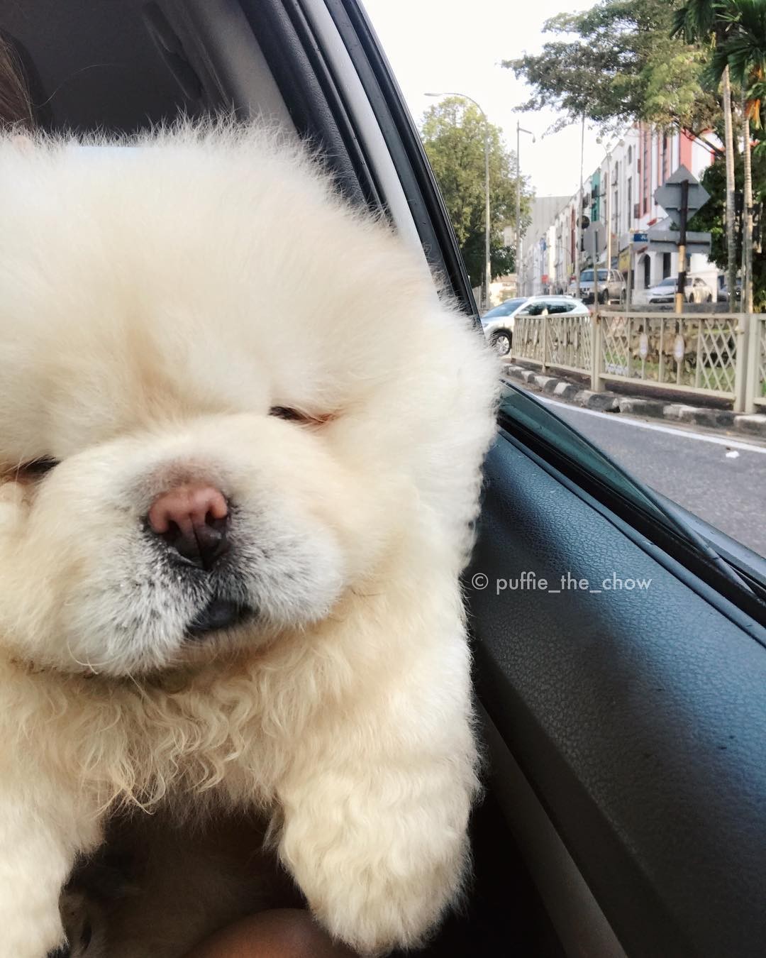 愛睏小鬆獅驚傳離世！主人不在家意外噎死，21萬粉絲湧入哀悼（圖／instagram@puffie_the_chow） 