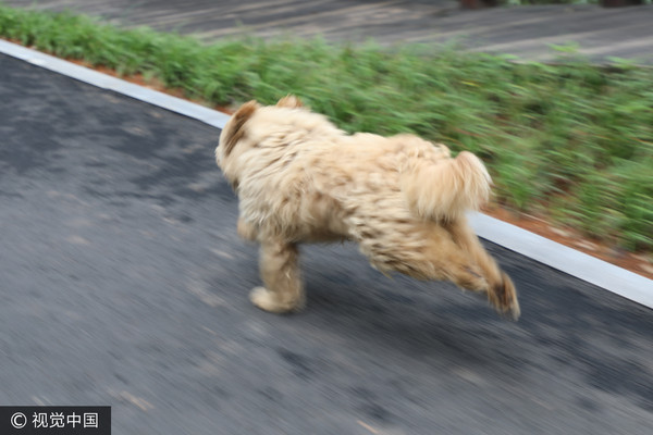 ▲▼湖南省常德市一隻小狗跑1公里找主人。（圖／CFP）