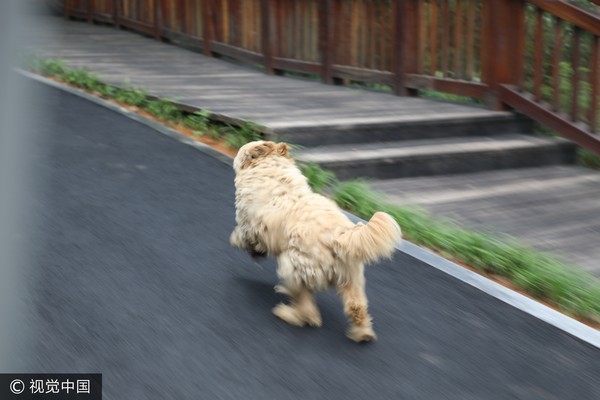 ▲▼湖南省常德市一隻小狗跑1公里找主人。（圖／CFP）