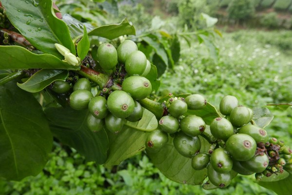 陳合德的咖啡以友善方式種植。