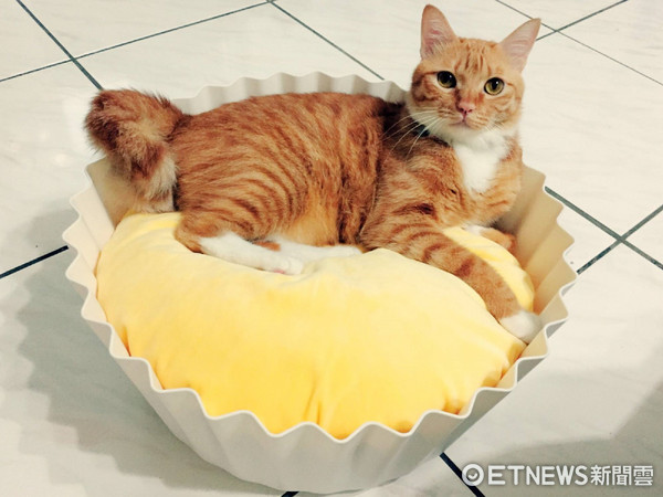 貓咪「小屁」躺在蛋塔造型的貓窩上。（圖／網友阮洛蔓提供。）