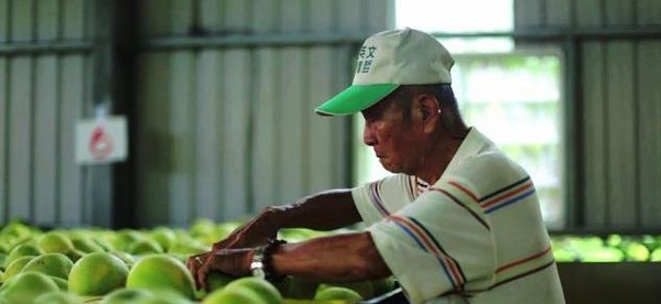 東森購物開賣麻豆五十年老欉文旦（圖／翻攝自東森購物影片）