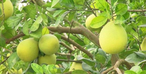 東森購物開賣麻豆五十年老欉文旦（圖／翻攝自東森購物影片）