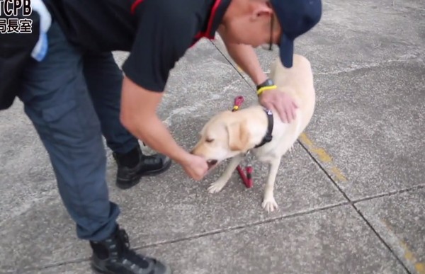 台中也有警犬隊了！4隻拉布拉多排隊受訓萌翻　網讚：以後靠牠們保護了（圖／翻攝自「TCPB局長室」，下同）