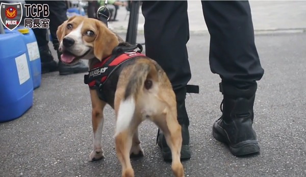 台中也有警犬隊了！4隻拉布拉多排隊受訓萌翻　網讚：以後靠牠們保護了（圖／翻攝自「TCPB局長室」，下同）