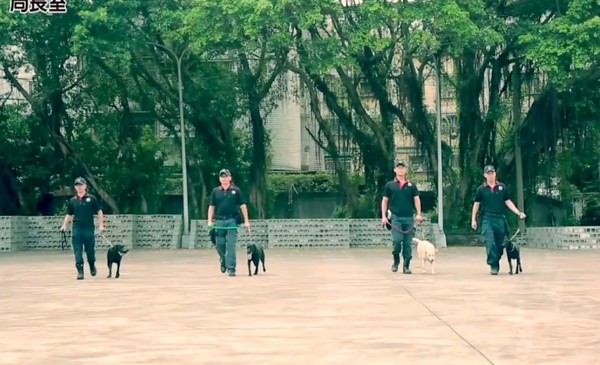 台中也有警犬隊了！4隻拉布拉多排隊受訓萌翻　網讚：以後靠牠們保護了（圖／翻攝自「TCPB局長室」，下同）