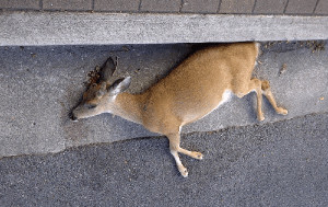 Tiburon男子槍殺母鹿幼鹿被捕