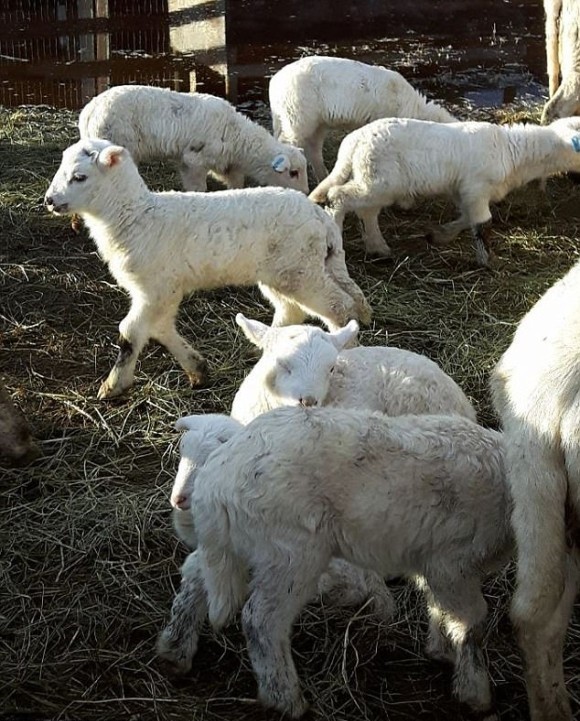 ▲▼2隻牧羊犬帶回89隻羊。（圖／翻攝自FB，Lynn Landry）