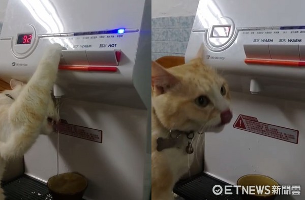 貓咪嘻嘻按飲水機喝水。（圖／飼主謝毓紋提供）