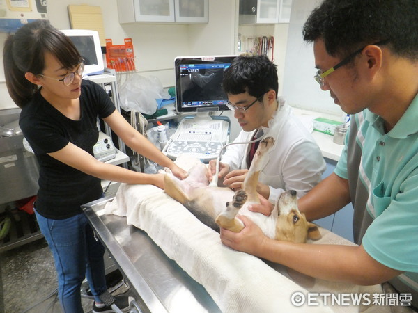 警犬健康檢查。（圖／新北市動保處提供）