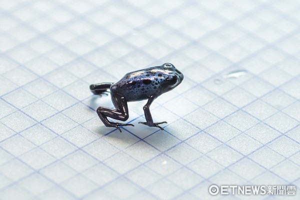鈷藍箭毒蛙。（圖／台北市立動物園提供）