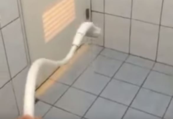 ▲媽呀！我的廁所裡有蛇...社員：「這白蛇很兇猛哦...」（圖／翻攝自爆料公社）