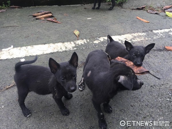 5隻幼犬不捨愛媽離開，追著機車跑了50公尺。（圖／網友陳瑩薇提供，請勿隨意翻拍，以免侵權。）