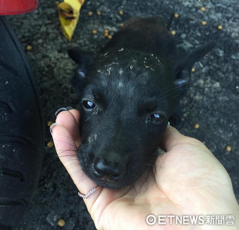 5隻幼犬不捨愛媽離開，追著機車跑了50公尺。（圖／網友陳瑩薇提供，請勿隨意翻拍，以免侵權。）