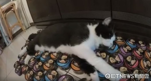 ▲賓士貓「咪咪」躺在罐罐床上。（圖／粉專《咪咪Mimi》提供，請勿隨意翻拍，以免侵權。）