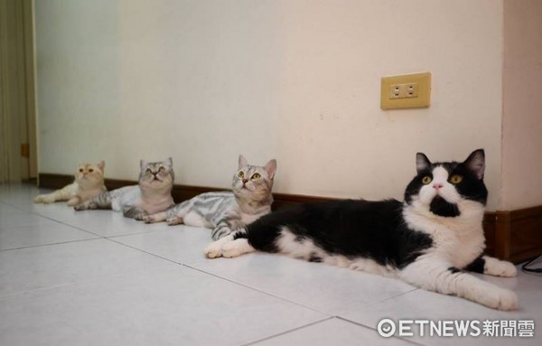 ▲賓士貓「咪咪」是隻旅行貓，跟著主人在台灣趴趴走。（圖／粉專《咪咪Mimi》提供，請勿隨意翻拍，以免侵權。） 
