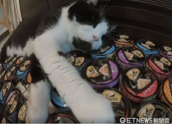 ▲賓士貓「咪咪」躺在罐罐床上。（圖／粉專《咪咪Mimi》提供，請勿隨意翻拍，以免侵權。）