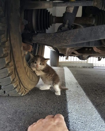 ▲小浪喵「緊靠輪胎」求收編　貨車司機秒自願當鏟屎官。（圖／翻攝自Reddit／JustAnotherGoodGuy）