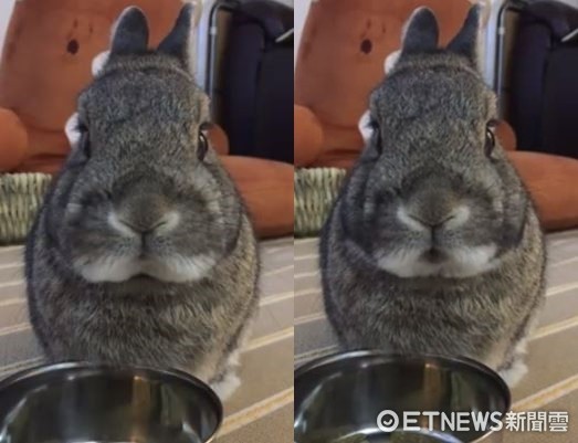 ▲嫌飼料難吃？霸氣兔爺嚼兩口後怒摔碗　原因竟是「手太短」。（圖／「肥豬K」粉絲專頁提供，請勿隨意翻拍，以免侵權。）