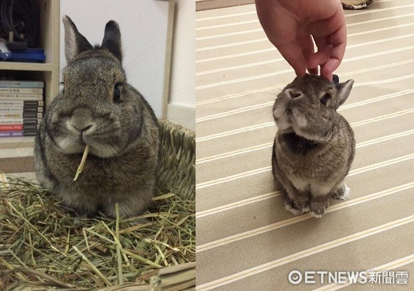 ▲嫌飼料難吃？霸氣兔爺嚼兩口後怒摔碗　原因竟是「手太短」。（圖／「肥豬K」粉絲專頁提供，請勿隨意翻拍，以免侵權。）