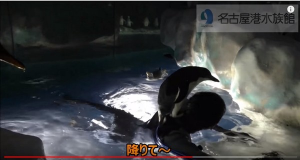 ▲企鵝就愛粘住吉優哉的肩膀，只好請牠「下去啦。」（圖／翻攝自名古屋港水族館 YouTube）