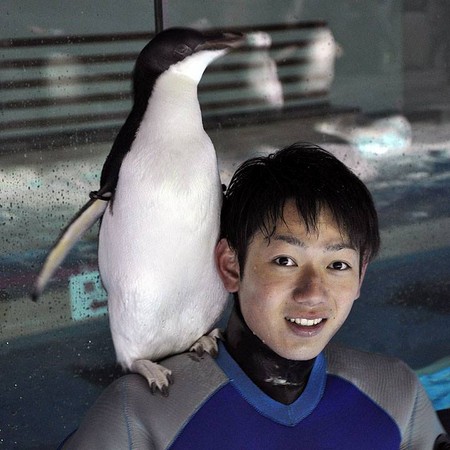 ▲名古屋港水族館的公企鵝戀上帥哥飼養員。（圖／翻攝自名古屋港水族館 臉書）