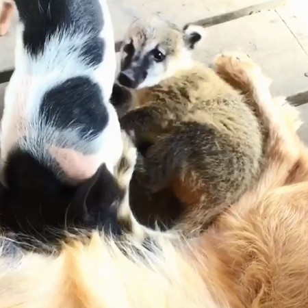 ▲▼日本長野縣Suetoshi農場一隻黃金獵犬餵奶給小豬、長鼻浣熊。（圖／翻攝自IG／suetoshi_farm）