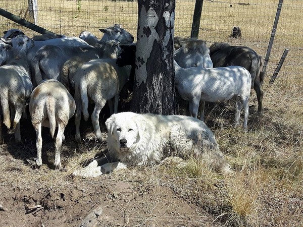 ▲森林大火逼撤離20天！　2隻牧羊犬「守護89隻羊」等主人回家。（圖／翻攝自Lynn Landry臉書）