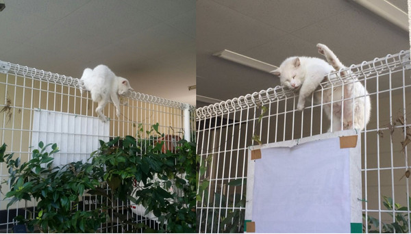 ▲白貓爬到欄杆到一半...「朕累了～」　突然掛在上面睡倒。（圖／翻攝自Twitter:taremayu425）