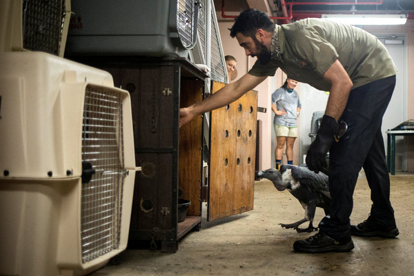 颶風艾瑪來襲，邁阿密動物園的工作人員忙著將動物安置於室內安全處。（圖／路透）